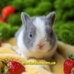 Попереднє бронювання!Порода"Netherland dwarf rabbit",окрас"Блакитно-білий",вік 1міс.,дівчинка,