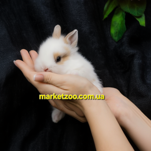 Попереднє бронювання!Порода"Mini Lionhead",окрас"Крем хотот",вік 3міс,хлопчик