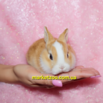 Попереднє бронювання!Порода "Netherland dwarf rabbit",окрас"Жовто-білий",вік 1міс.,дівчинка