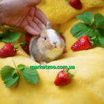 Попереднє бронювання!Порода"Netherland dwarf rabbit",окрас"Триколор",вік 1міс,дівчинка