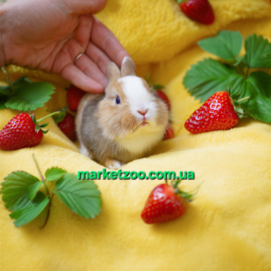 Попереднє бронювання!Порода"Netherland dwarf rabbit",окрас"Триколор",вік 1міс,дівчинка