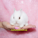 Готовий до переїзду!Порода"Mini Lionhead",окрас"Крем хотот",вік 1міс,хлопчик