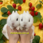Попереднє бронювання!Порода "Mini Lionhead",окрас "Шоко хотот",вік 1міс,хлопчики