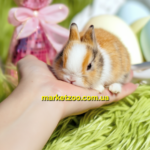 Попереднє бронювання!Порода"Netherland dwarf rabbit",окрас"Триколор",вік 1міс,дівчинка
