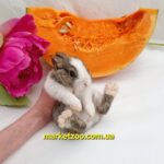 Попереднє бронювання!Порода"Netherland dwarf rabbit",окрас"Золотий агуті/білий",вік 1міс,дівчинка