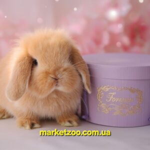 Попереднє бронювання!Порода"Mini lion lop",окрас "оранж",вік 1міс,дівчинка