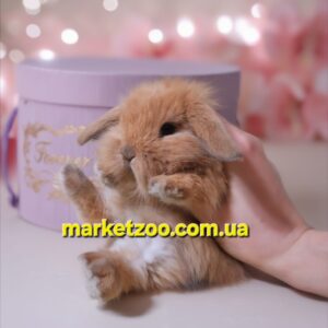 Попереднє бронювання!Порода"Mini lion lop",окрас"тюрингенський",вік 1міс,дівчинка