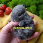 Готовий до переїзду!Порода"Mini NDR",окрас"Блакитний",вік 1міс,хлопчик