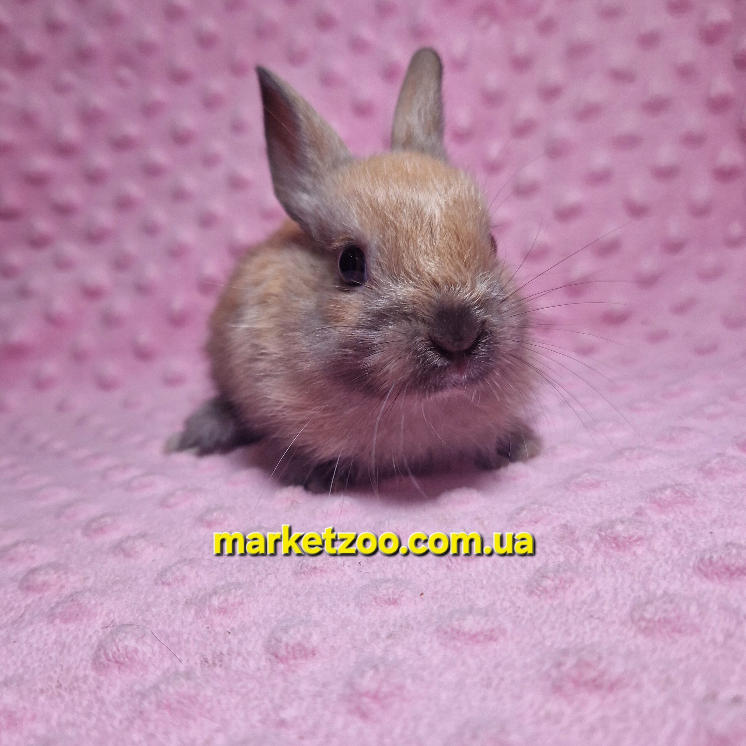 Готовий до переїзду!Порода "Dutch rabbit",окрас "Тюрингенський",вік 1,5міс. - Зображення 7