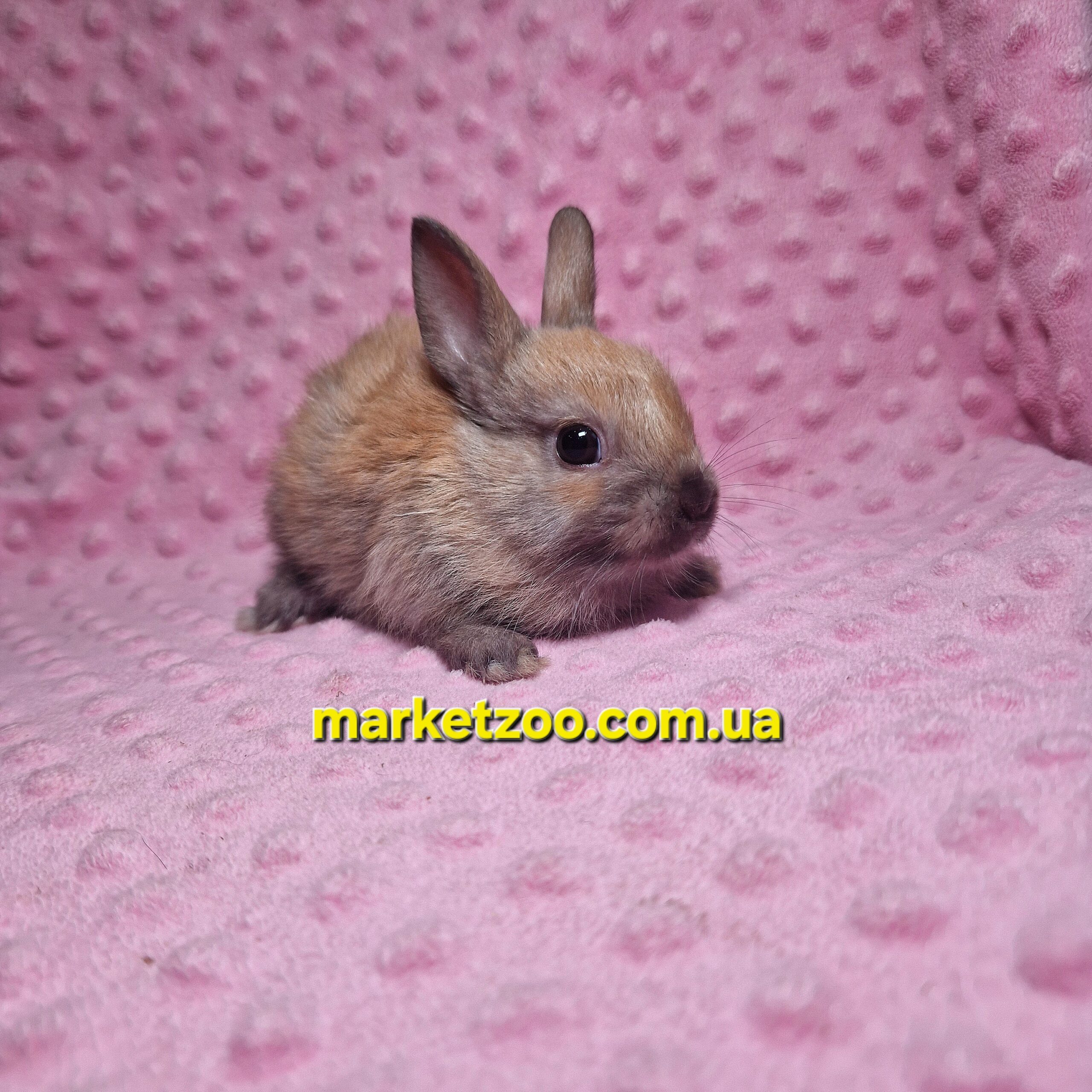 Готовий до переїзду!Порода "Dutch rabbit",окрас "Тюрингенський",вік 1,5міс. - Зображення 8