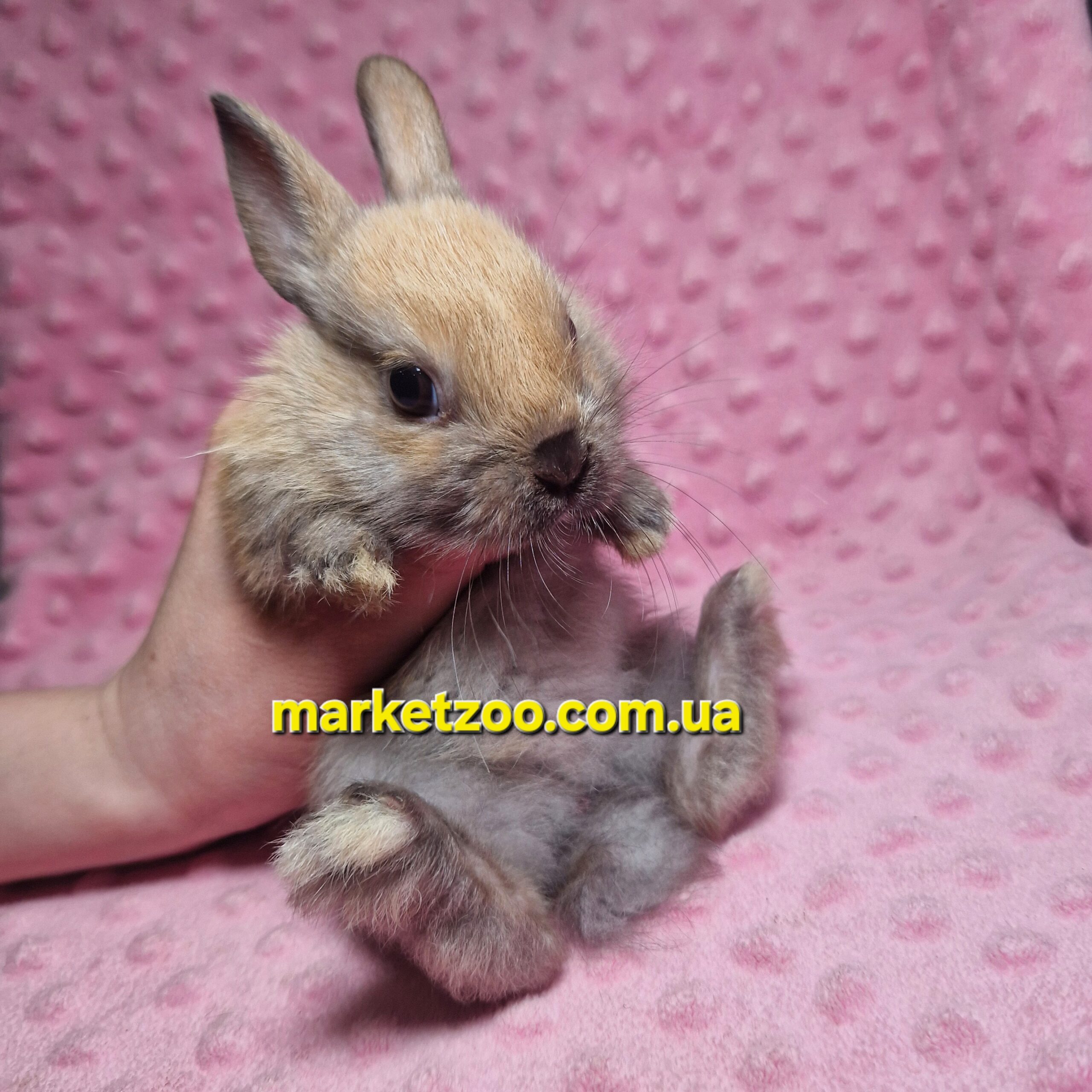 Готовий до переїзду!Порода "Dutch rabbit",окрас "Тюрингенський",вік 1,5міс. - Зображення 6