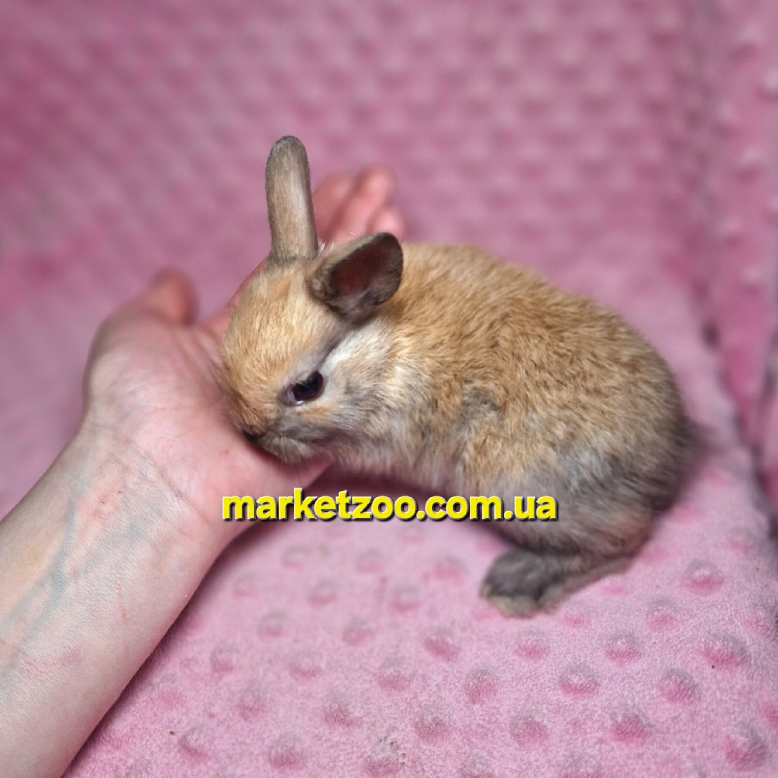 Готовий до переїзду!Порода "Dutch rabbit",окрас "Тюрингенський",вік 1,5міс. - Зображення 5