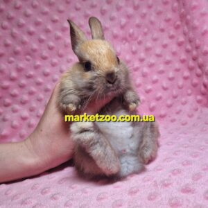 Готовий до переїзду!Порода "Dutch rabbit",окрас "Тюрингенський",вік 1,5міс.