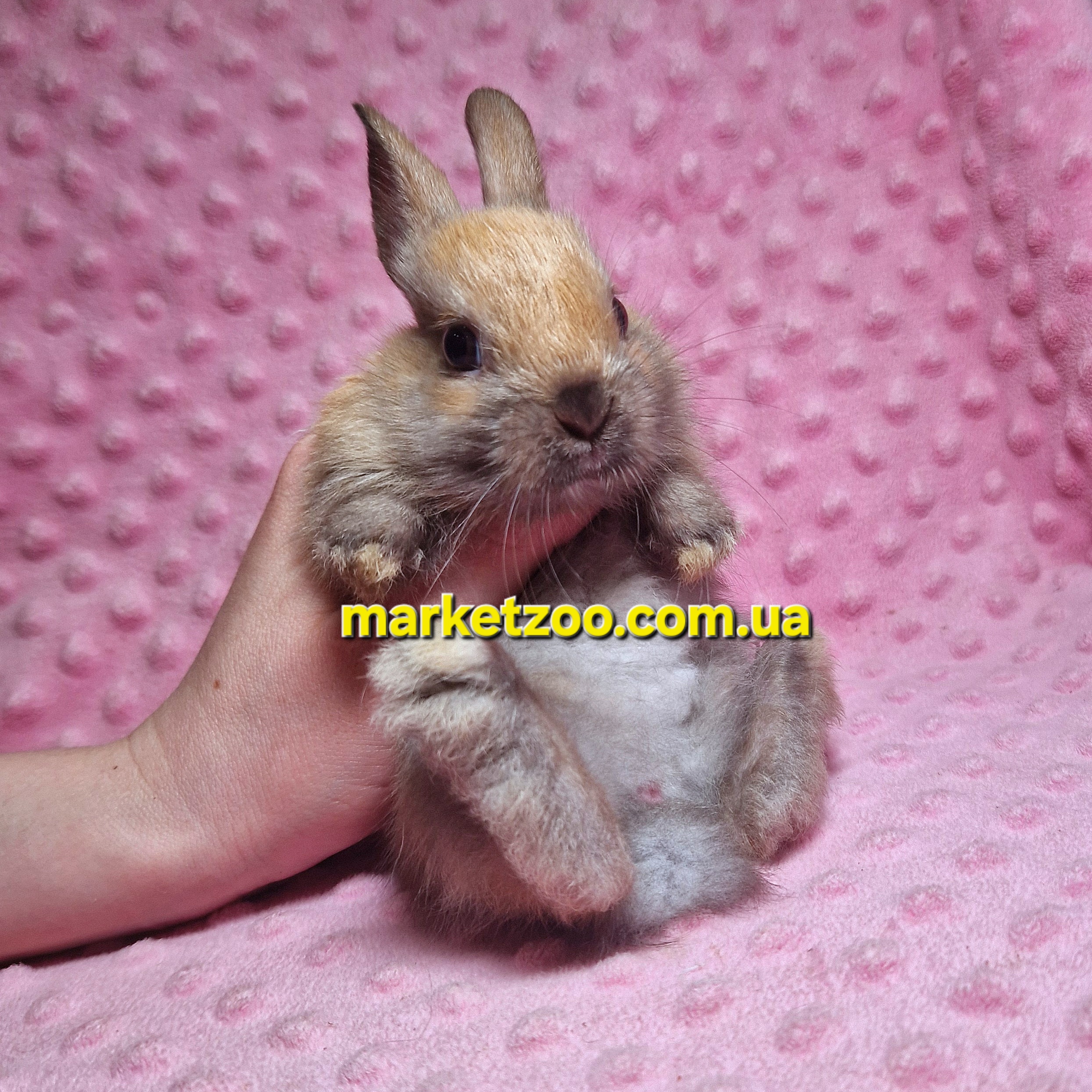 Готовий до переїзду!Порода "Dutch rabbit",окрас "Тюрингенський",вік 1,5міс.