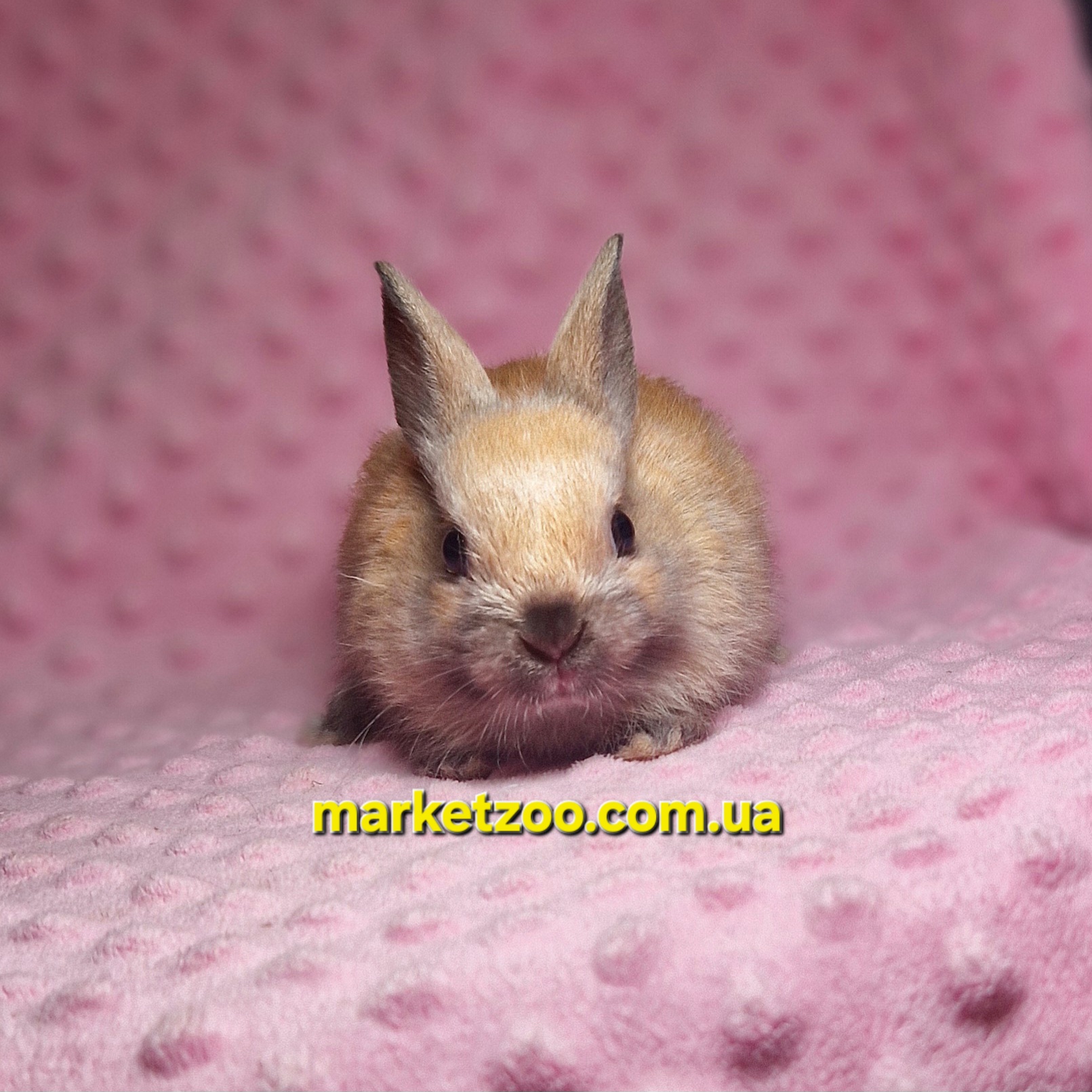 Готовий до переїзду!Порода "Dutch rabbit",окрас "Тюрингенський",вік 1,5міс. - Зображення 3
