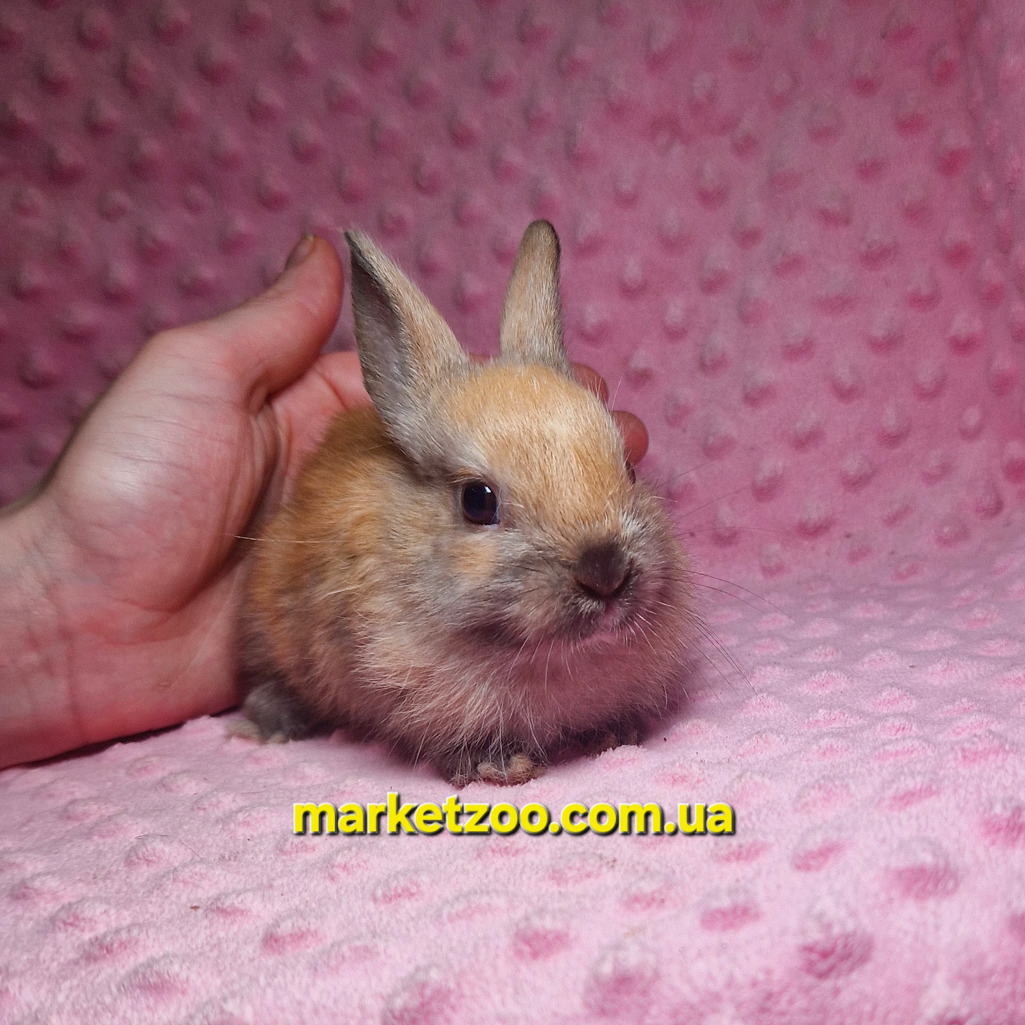 Готовий до переїзду!Порода "Dutch rabbit",окрас "Тюрингенський",вік 1,5міс. - Зображення 4