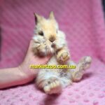 Попереднє бронювання!Порода"Mini angora",окрас"Тюрингенський",вік 1,5міс,хлопчик