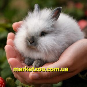 Попереднє бронювання!Порода"Mini lionhead",окрас "Smoke pearl",вік 1,5міс,хлопчик