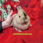 Готова до переїзду!Порода "Dutch rabbit",окрас "Тигровий",вік 4міс,дівчинка