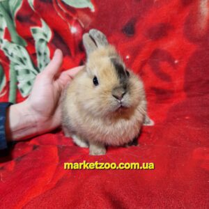 Готова до переїзду!Порода "Dutch rabbit",окрас "Тигровий",вік 4міс,дівчинка