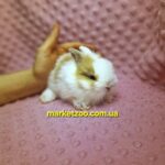 Готовий до переїзду!Порода "Mini lionhead",окрас"Біло-крем",вік 1,5міс,хлопчик