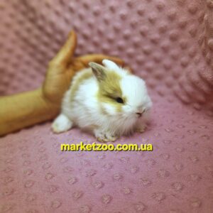 Готовий до переїзду!Порода "Mini lionhead",окрас"Біло-крем",вік 1,5міс,хлопчик