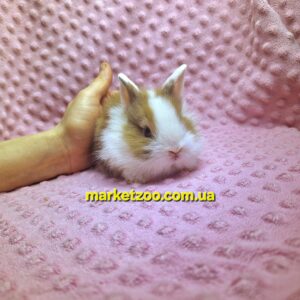 Готова до переїзду!Порода "Mini lionhead",окрас "Тюринг.-білий",вік 1,5міс,дівчинка