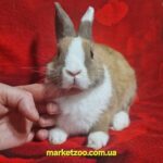 Готова до переїзду!Порода "Dutch rabbit",окрас."Тюринг./білий",вік 4міс,дівчинка