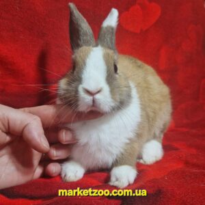 Готова до переїзду!Порода "Dutch rabbit",окрас."Тюринг./білий",вік 4міс,дівчинка