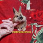 Готова до переїзду!Порода "Dutch rabbit",окрас "Тигровий",вік 3міс,дівчинка