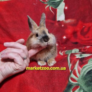Готова до переїзду!Порода "Dutch rabbit",окрас "Тигровий",вік 3міс,дівчинка