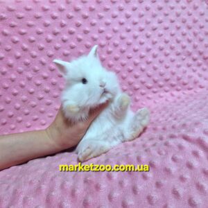 Готовий до переїзду!Порода "Mini lionhead",окрас "Білий"(блакитноокий),вік 1міс,хлопчик