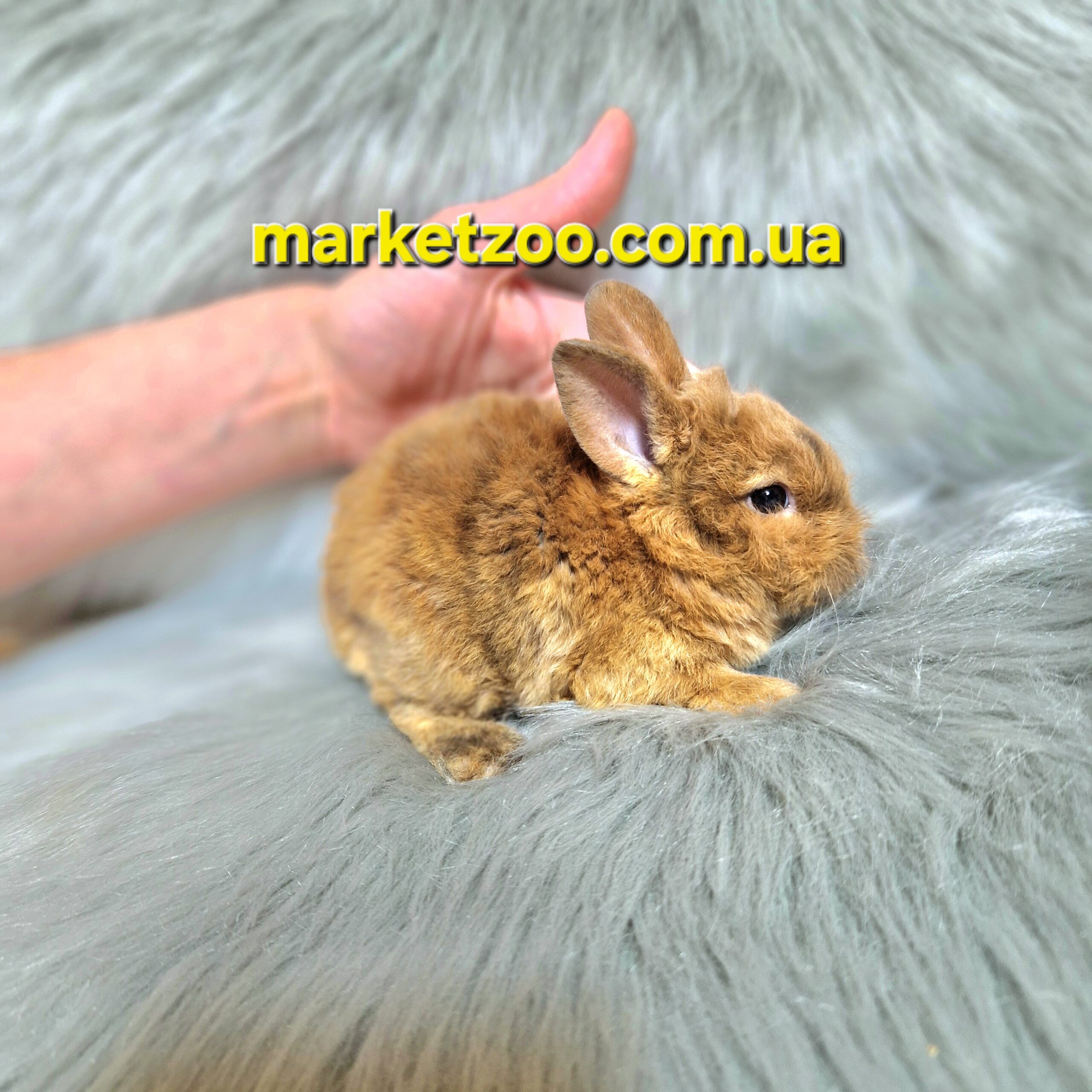 Готовий до переїзду!Порода "Dwarf Rex",вік 1міс,хлопчик - Зображення 6