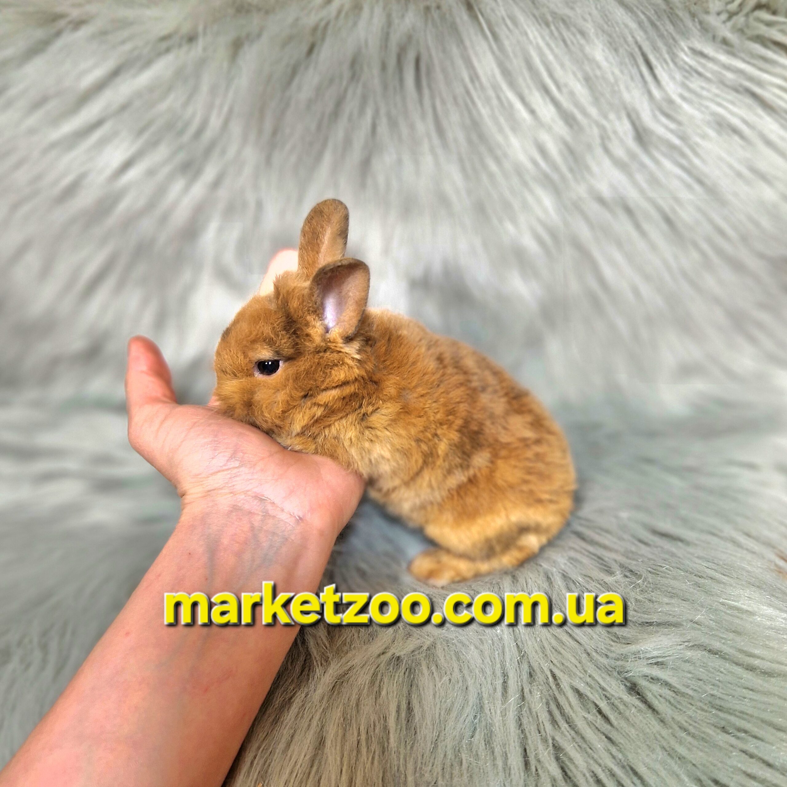 Готовий до переїзду!Порода "Dwarf Rex",вік 1міс,хлопчик - Зображення 5