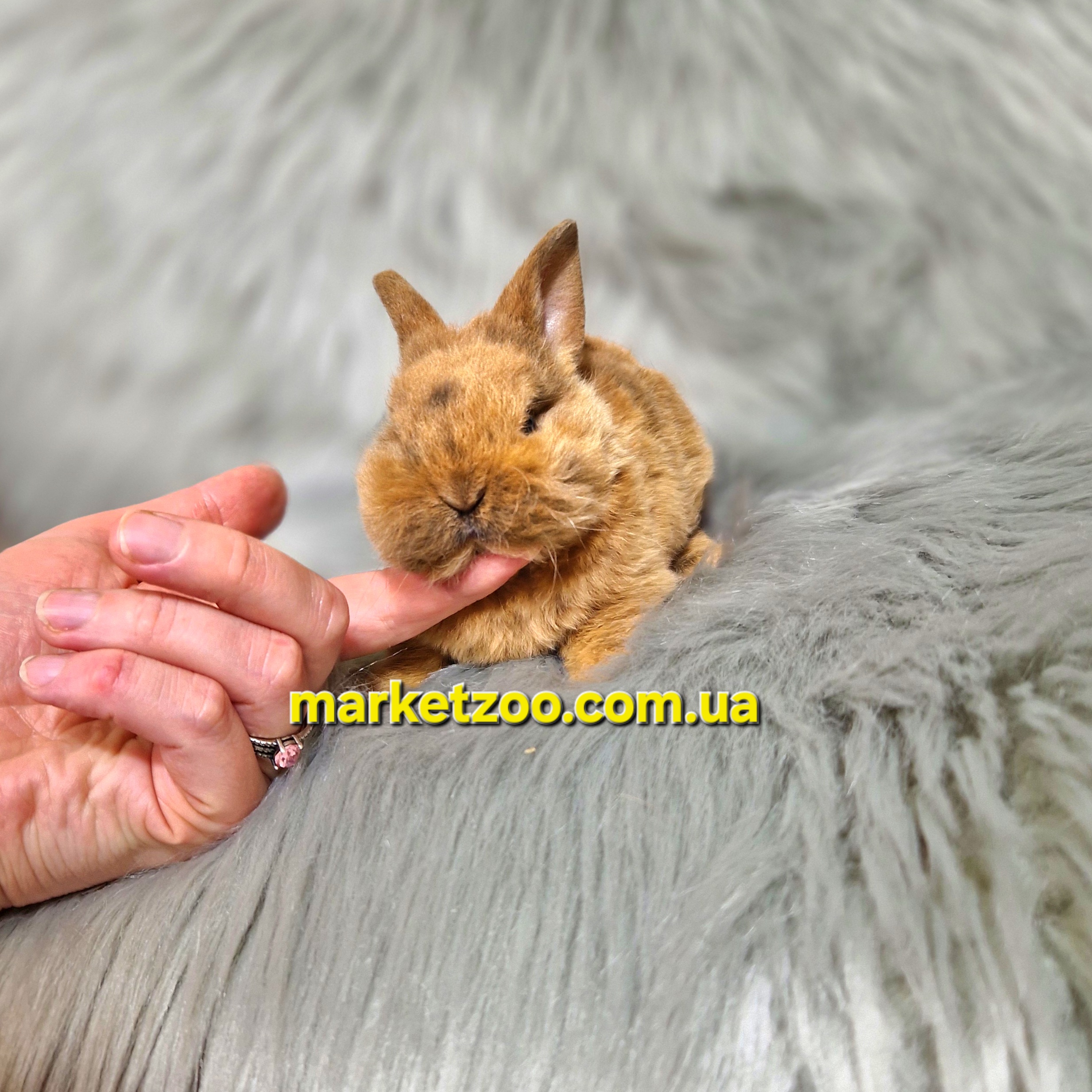 Готовий до переїзду!Порода "Dwarf Rex",вік 1міс,хлопчик - Зображення 4