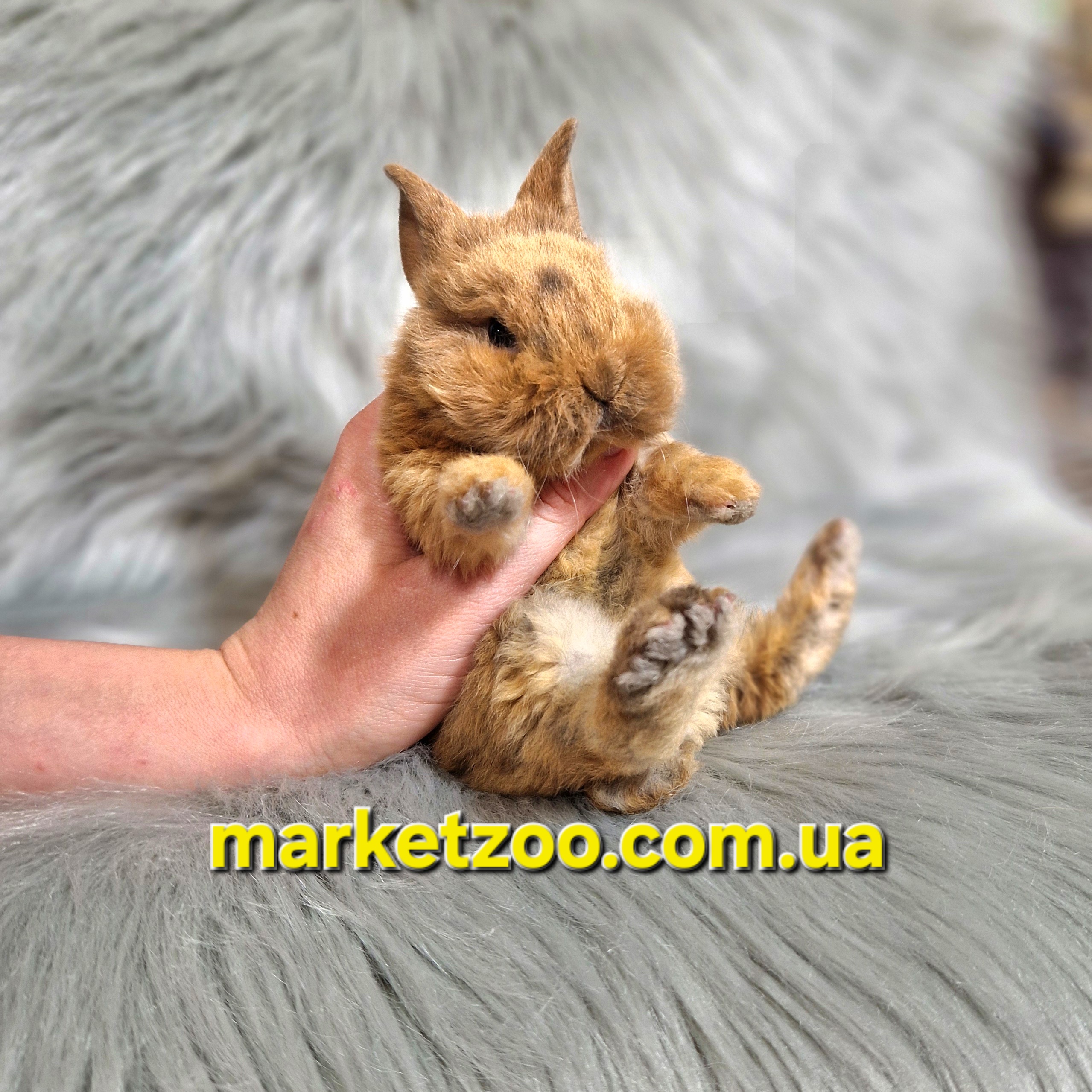Готовий до переїзду!Порода "Dwarf Rex",вік 1міс,хлопчик - Зображення 3