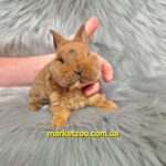 Готовий до переїзду!Порода "Dwarf Rex",вік 1міс,хлопчик