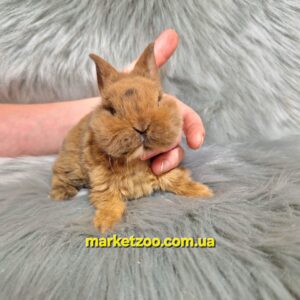 Готовий до переїзду!Порода "Dwarf Rex",вік 1міс,хлопчик