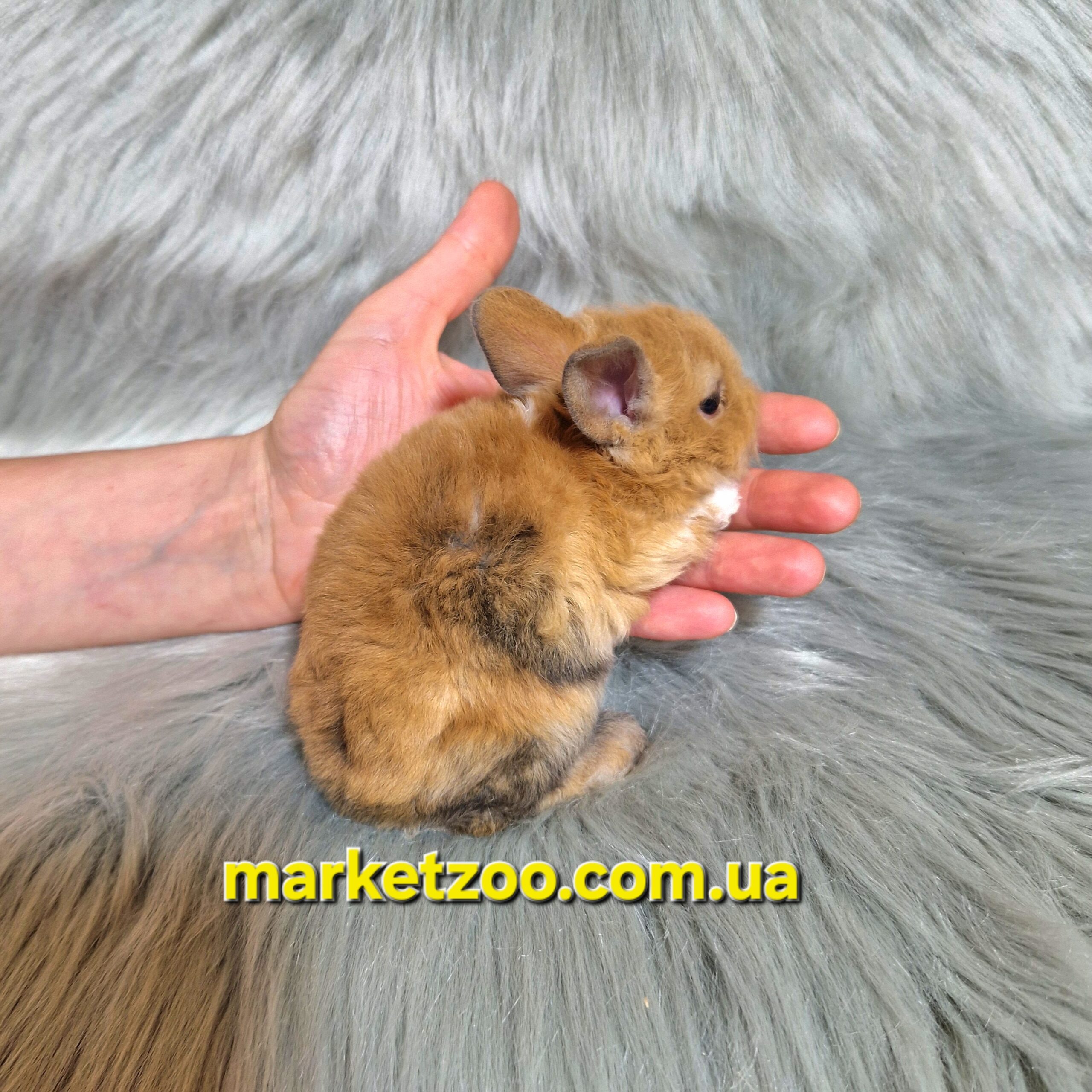 Готова до переїзду!Порода "Mini Rex",вік 1міс,дівчинка - Зображення 4