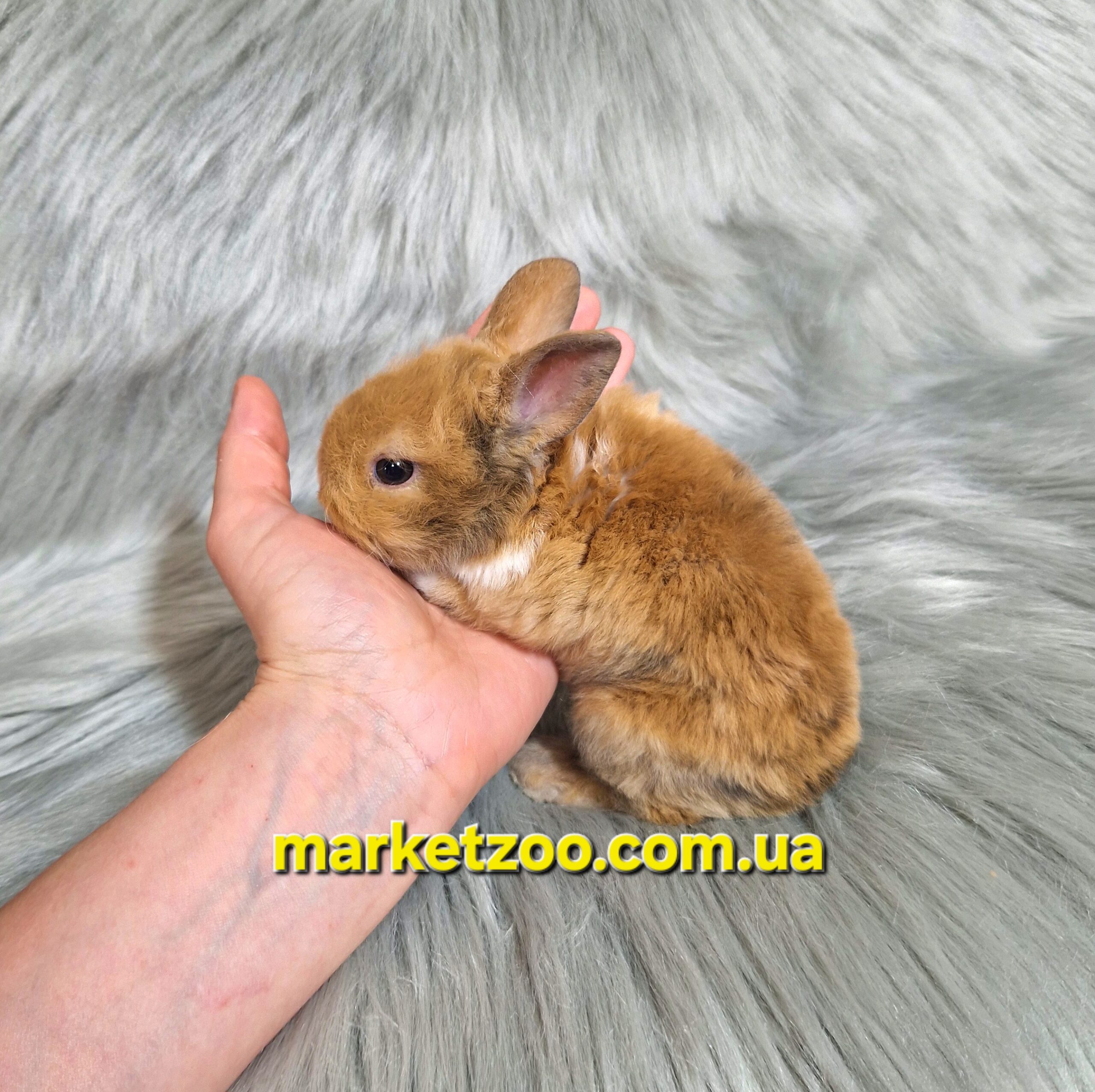 Готова до переїзду!Порода "Mini Rex",вік 1міс,дівчинка - Зображення 3