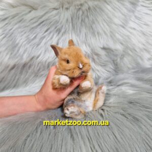 Готова до переїзду!Порода "Mini Rex",вік 1міс,дівчинка