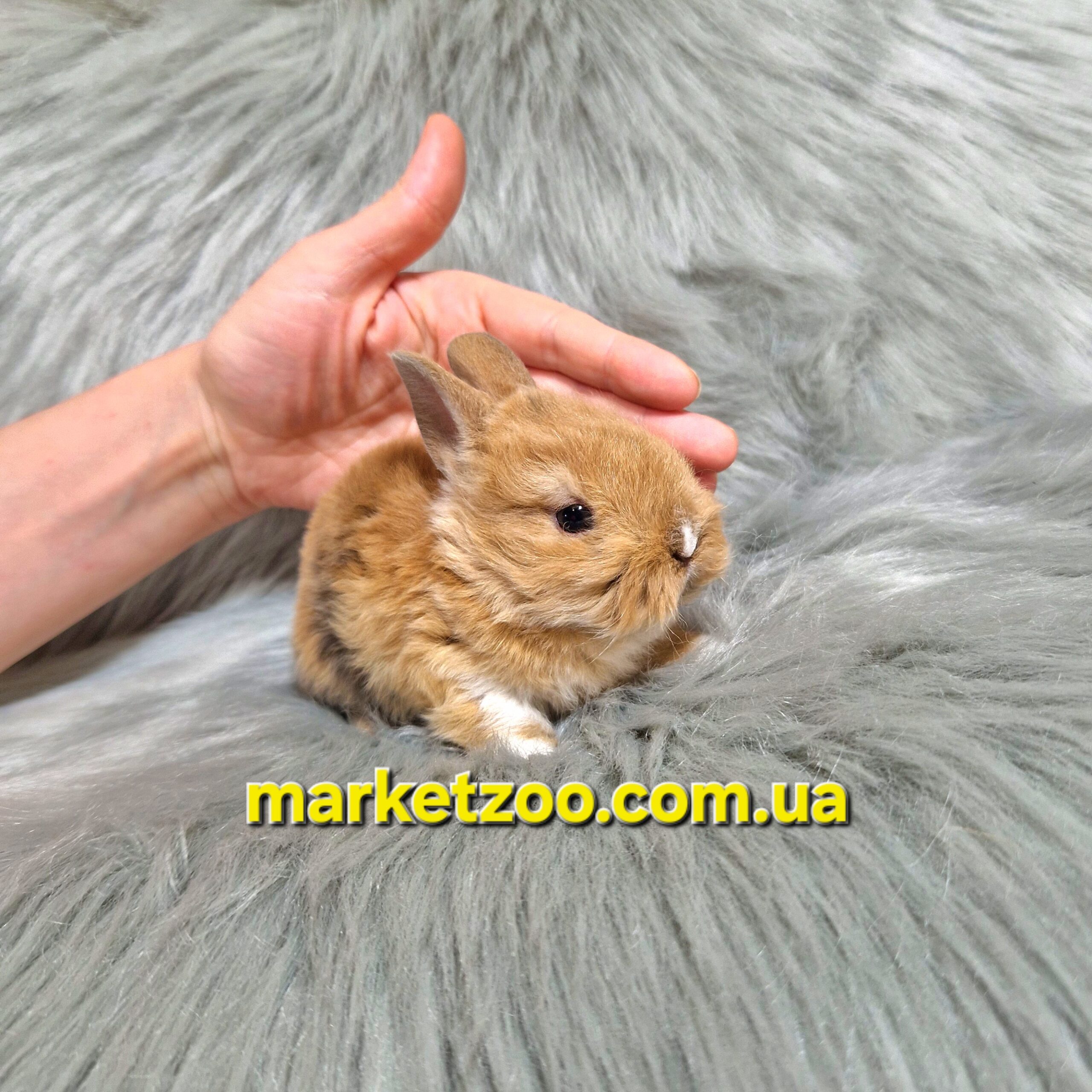 Готова до переїзду!Порода "Mini Rex",вік 1міс,дівчинка - Зображення 2
