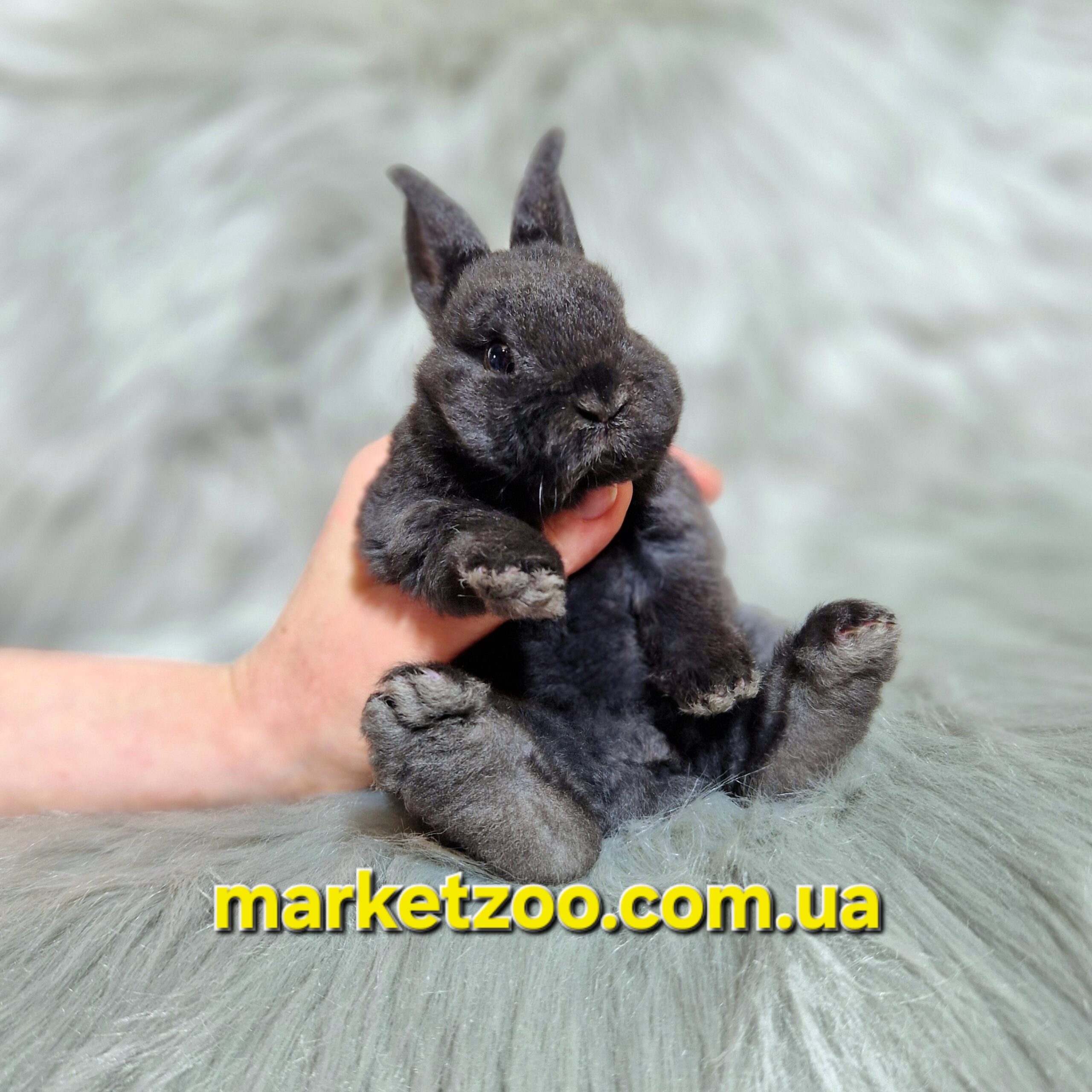 Готовий до переїзду!Порода "Dwarf Rex",вік 1міс,дівчинка - Зображення 3