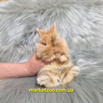 Готовий до переїзду!Порода "Lionhead",вік 1міс,хлопчик