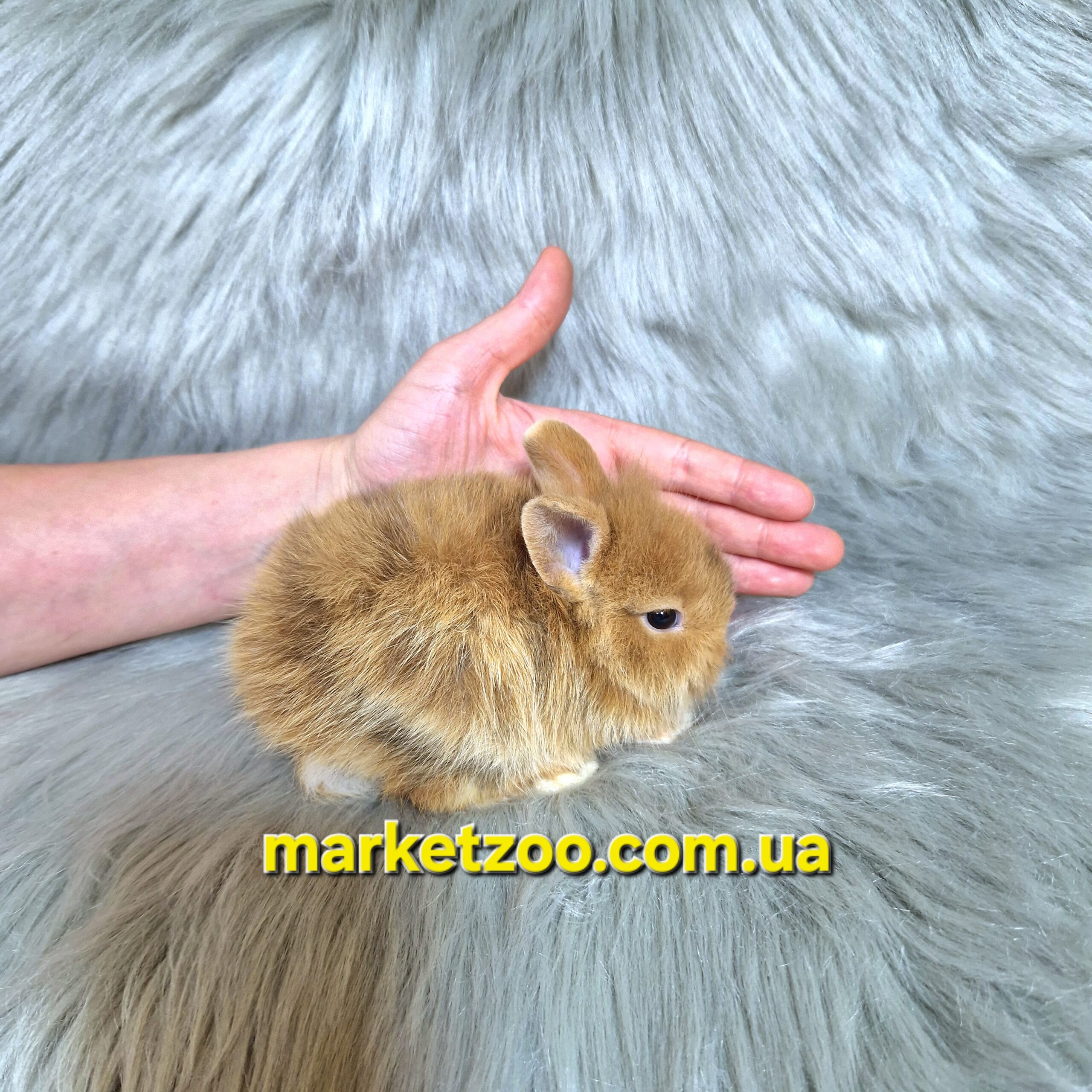 Готовий до переїзду!Порода "Lionhead",вік 1міс,хлопчик - Зображення 4
