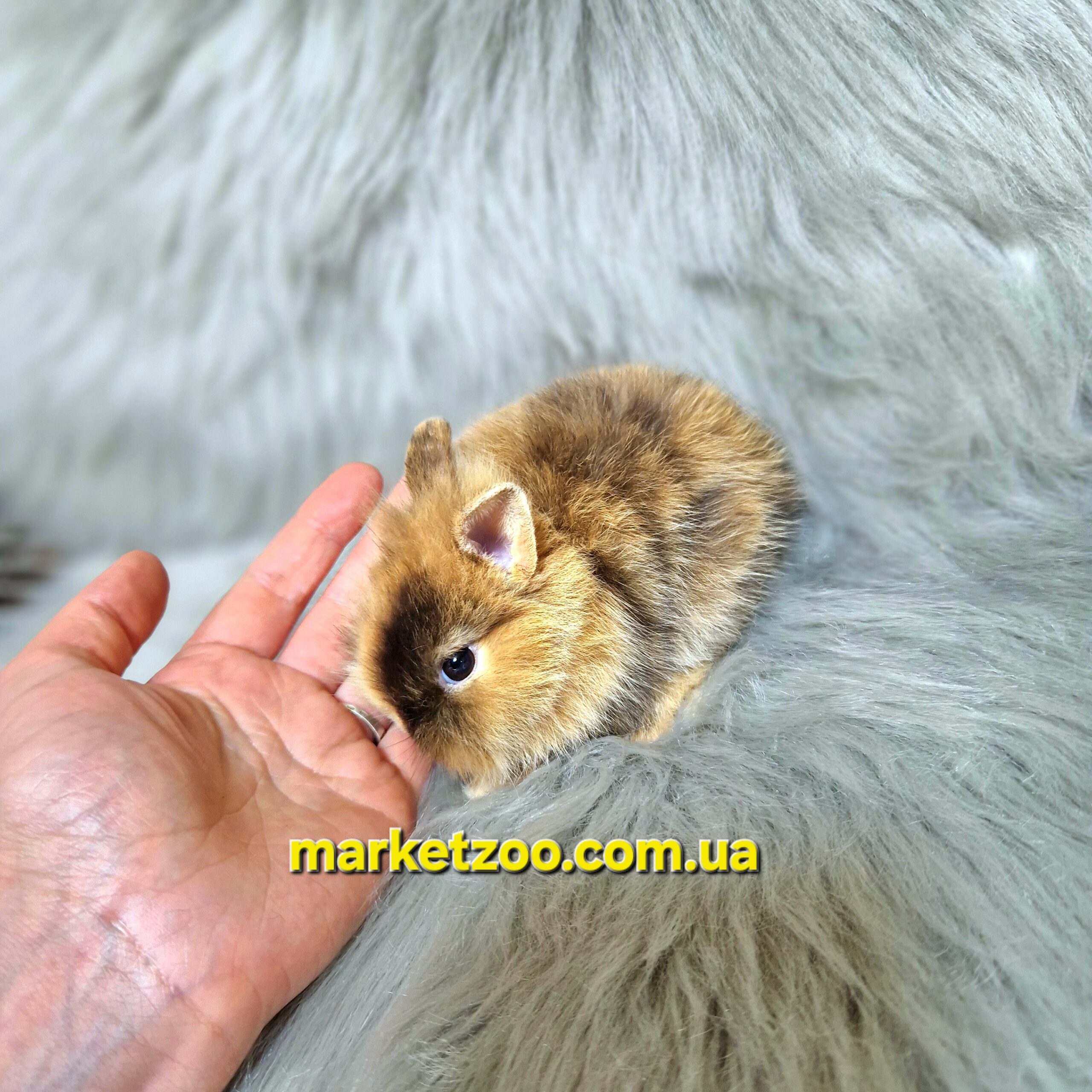 Готова до переїзду!Порода "Lionhead",вік 1міс.,дівчинка - Зображення 3