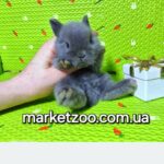 Готовий до переїзду!Порода "Mini Lionhead",окрас "Блакитний",вік 1міс,хлопчик.