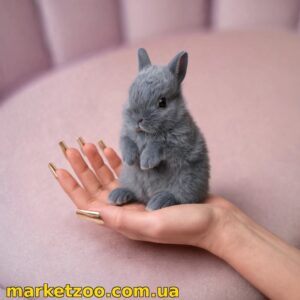 Готовий(а) до переїзду! Порода "Netherland dwarf rabbit"", окрас "блакитний"