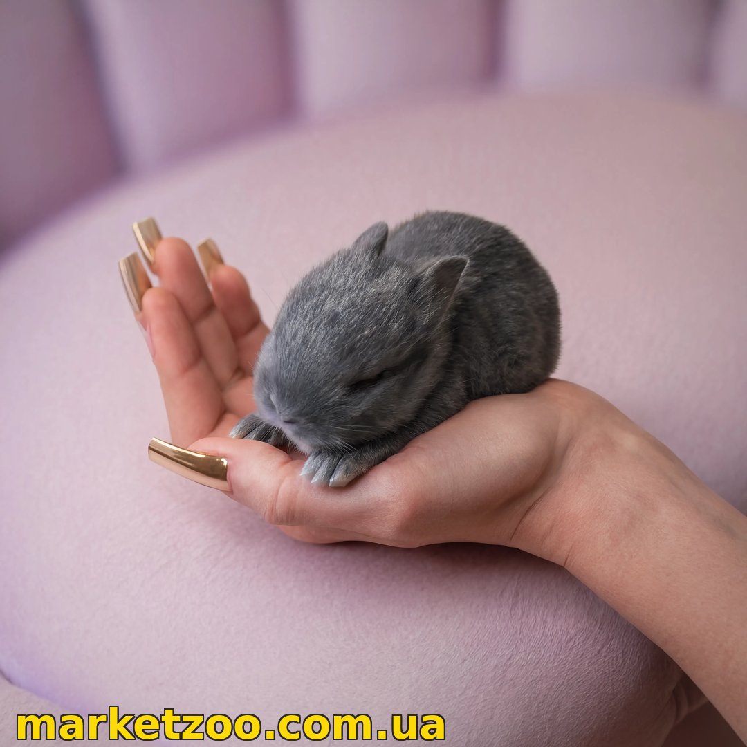 Готовий(а) до переїзду! Порода "Netherland dwarf rabbit"", окрас "блакитний" - Зображення 2