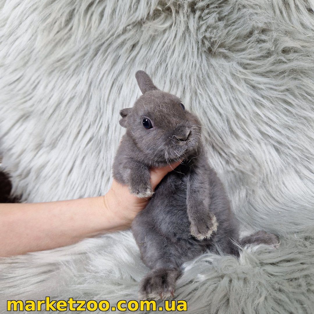 Готовий до переїзду! Порода "Mini rex", окрас "Блакитний", вік 2міс., стать хлопчик - Зображення 5